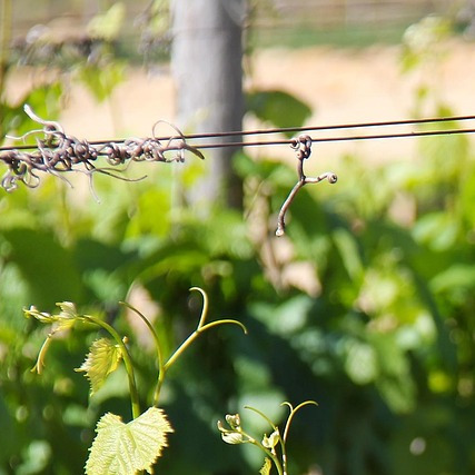 Stellenbosch vineyards