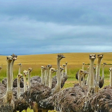 Worcester South Africa landscape